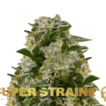 Super Strains – Ibiza Farmers – Feminized