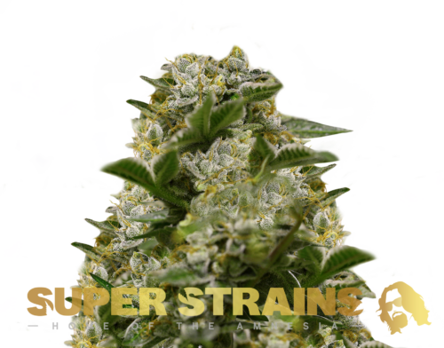 Super Strains � Ibiza Farmers Super Strains – Ibiza Farmers – Feminized - Image 1