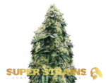 Super Strains – La Cucaracha - Feminized