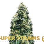 Super Strains – La Cucaracha - Feminized