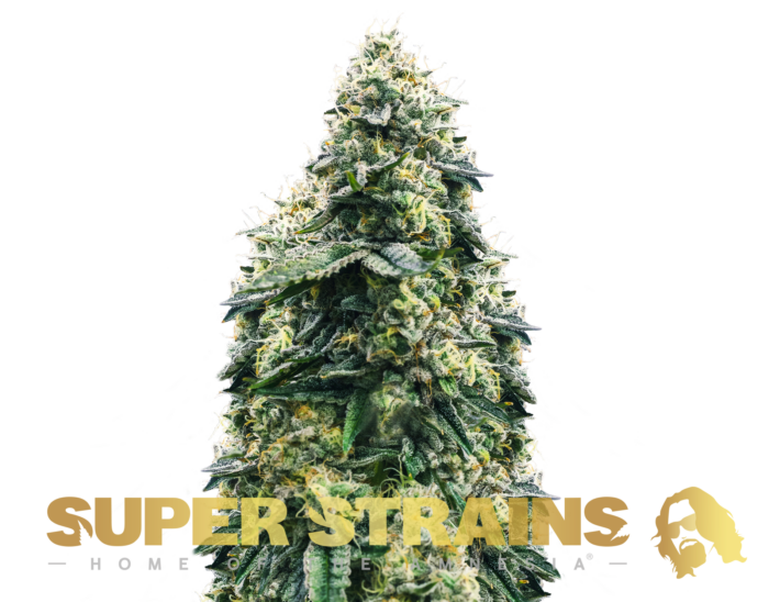 Super Strains – La Cucaracha - Feminized - Image 1