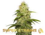 Super Strains – La Jefa – Feminized
