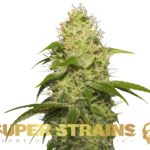 Super Strains – La Jefa – Feminized