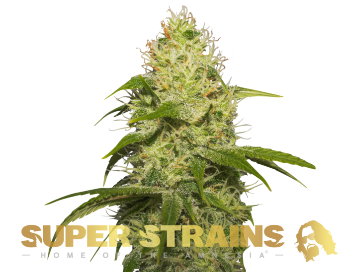 Super Strains – La Jefa – Feminized - Image 1