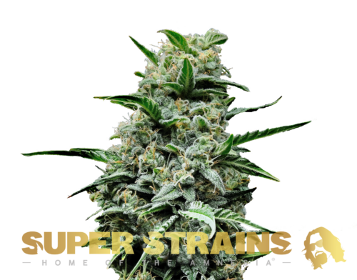 Super Strains � Mexican Candy Super Strains – Mexican Candy – Feminized - Image 1