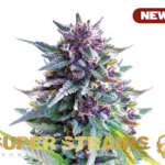 Super Strains – Purple Punch – Feminized