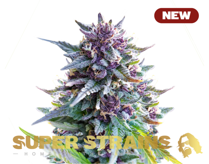 Super Strains – Purple Punch – Feminized - Image 1