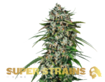Super Strains – Saga – CBD