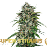 Super Strains – Saga – CBD