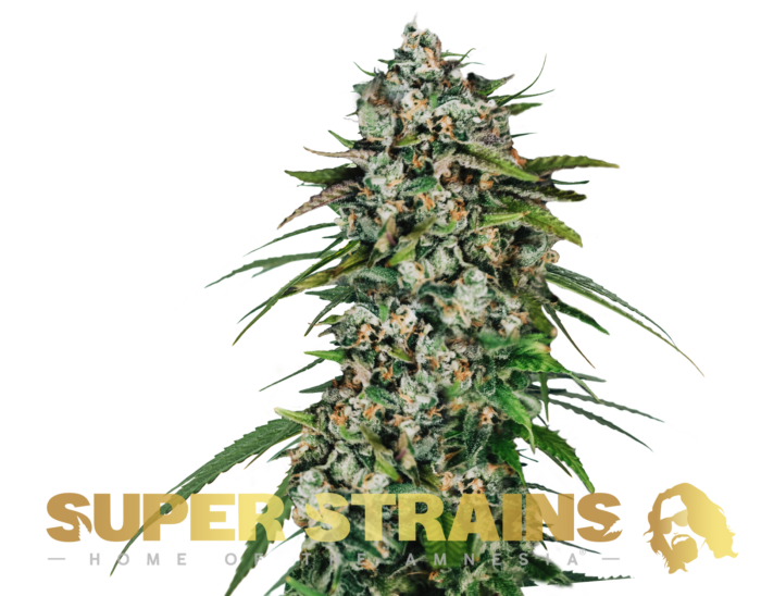 Super Strains – Saga – CBD - Image 1