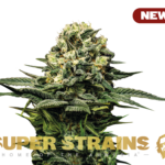 Super Strains – Wedding Cake – Feminized
