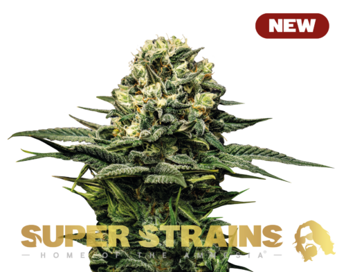 Super Strains � Wedding Cake NEW Super Strains – Wedding Cake – Feminized - Image 1