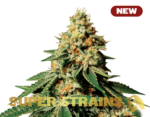 Super Strains – Zkittlez – Feminized