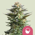 Royal Queen Seeds – Amnesia Haze