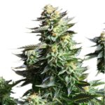 Royal Queen Seeds – Amnesia Haze - Image 3