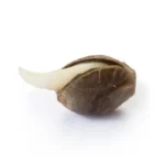 Royal Queen Seeds – Amnesia Haze - Image 5