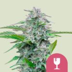 Royal Queen Seeds – Critical