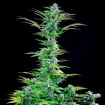 Royal Queen Seeds – Critical - Image 3