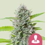 Royal Queen Seeds – El Patron