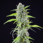 Royal Queen Seeds – El Patron - Image 5