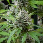 Royal Queen Seeds – El Patron - Image 3