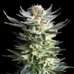 Royal Queen Seeds – Fruit Spirit - Image 3