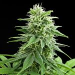 Royal Queen Seeds – Fruit Spirit - Image 4