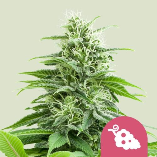 fruit-spirit Royal Queen Seeds – Fruit Spirit - Image 1