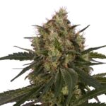 Royal Queen Seeds – ICE - Image 3