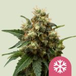 Royal Queen Seeds – ICE