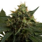 Royal Queen Seeds – ICE - Image 4
