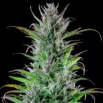 Royal Queen Seeds – Northern Light - Image 3