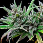 Royal Queen Seeds – Northern Light - Image 4