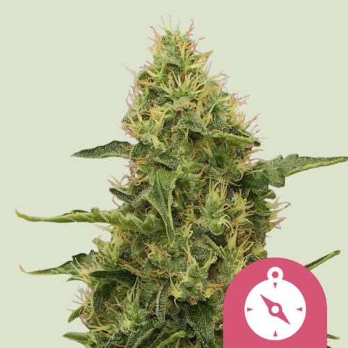 northern-light Royal Queen Seeds – Northern Light - Image 1