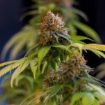 Royal Queen Seeds – Shining Silver Haze - Image 3