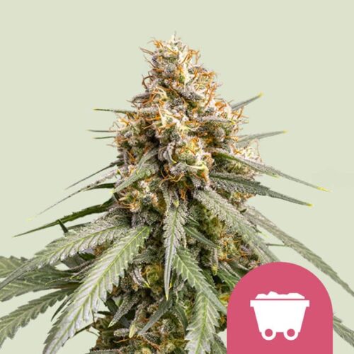 shining-silver-haze Royal Queen Seeds – Shining Silver Haze - Image 1