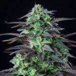 Royal Queen Seeds – Skunk XL - Image 4