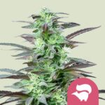 Royal Queen Seeds – Skunk XL