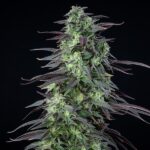 Royal Queen Seeds – Skunk XL - Image 3