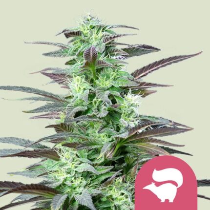 Royal Queen Seeds – Skunk XL