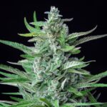 Royal Queen Seeds – Special Kush #1 - Image 5
