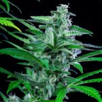Royal Queen Seeds – Special Kush #1 - Image 3