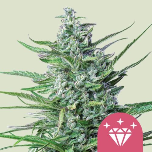 special-kush-1 Royal Queen Seeds – Special Kush #1 - Image 1
