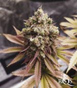 Royal Queen Seeds – Sherbet Queen - Image 3