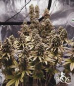 Royal Queen Seeds – Sherbet Queen - Image 4