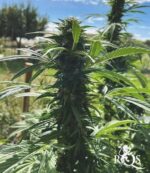 Royal Queen Seeds – Royal Skywalker - Image 3