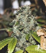 Royal Queen Seeds – Royal Skywalker - Image 5