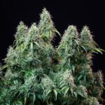 Royal Queen Seeds – Amnesia Haze Auto - Image 3