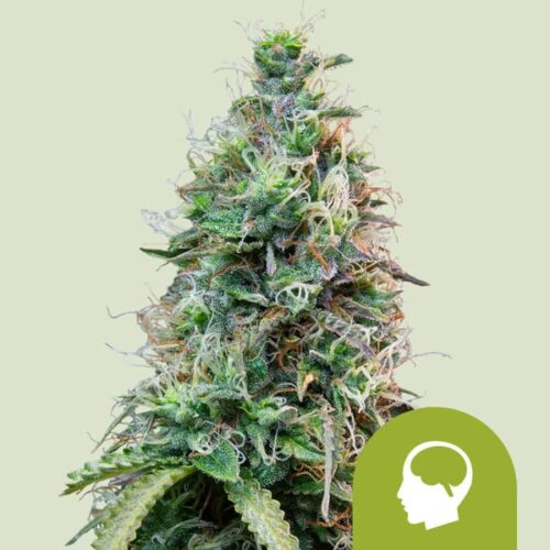 amnesia-haze-automatic Royal Queen Seeds – Amnesia Haze Auto - Image 1
