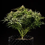 Royal Queen Seeds – Apollo F1 - Image 3